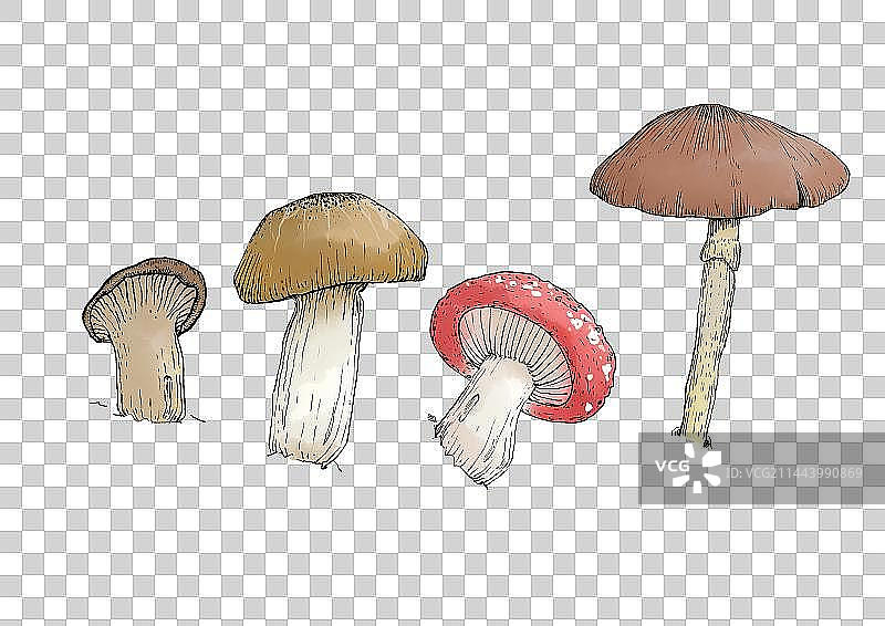 一簇蘑菇插图图片素材