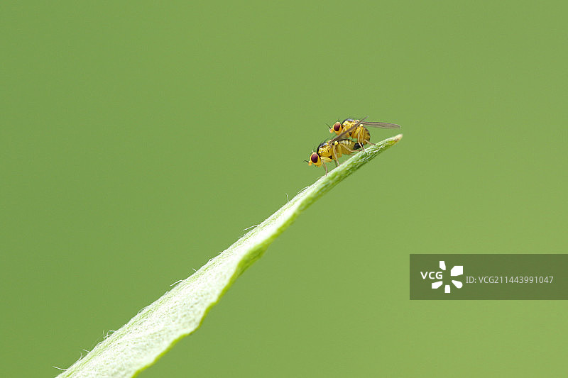 果蝇图片素材