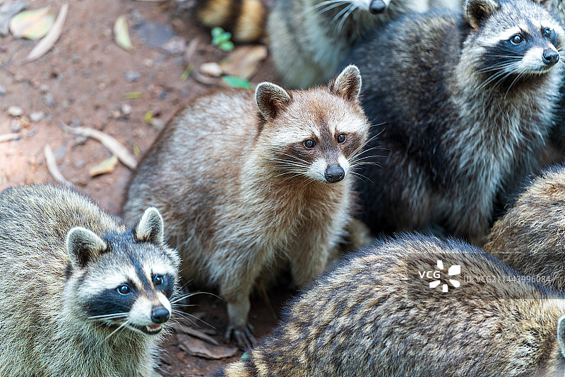 动物园里面的浣熊图片素材