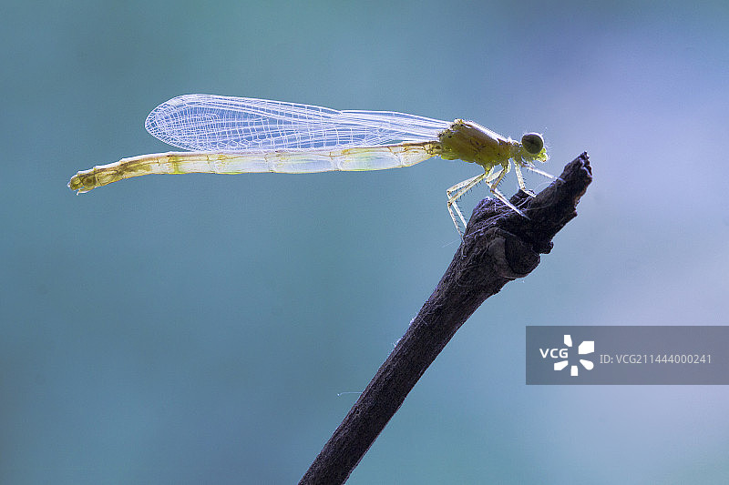 昆虫·豆娘图片素材