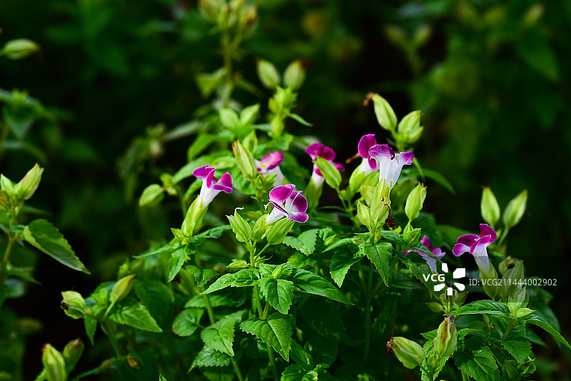蝴蝶花图片素材