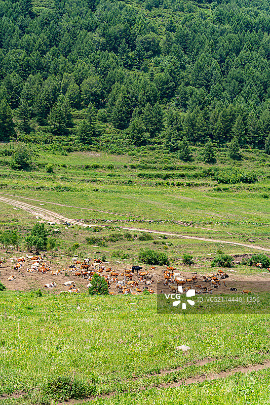 草原上的牛群（Cattle on the prairie）图片素材