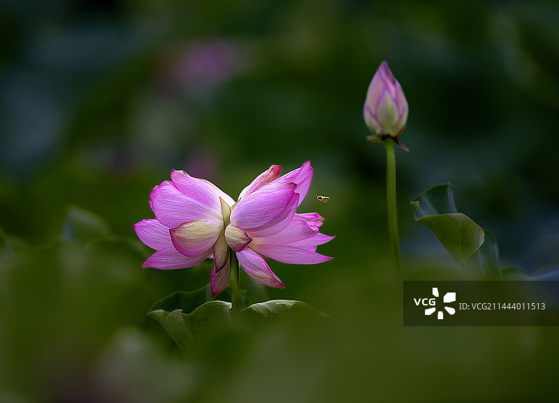 并蒂荷花图片素材