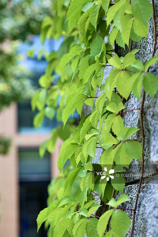 爬山虎的叶子图片素材