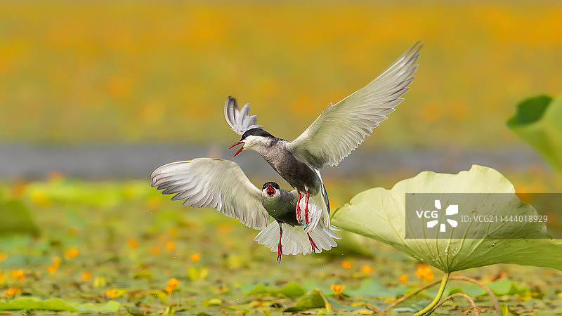 须浮鸥图片素材