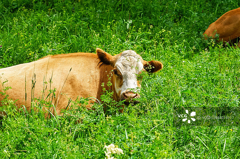 牛在草地上吃草的高角度视图图片素材