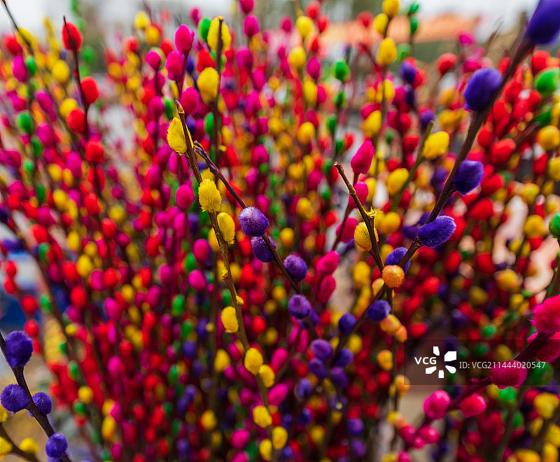 初春的花枝图片素材