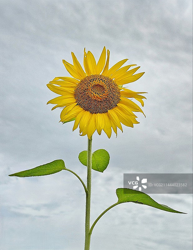 向日葵（成都汪家湾花海公园）图片素材