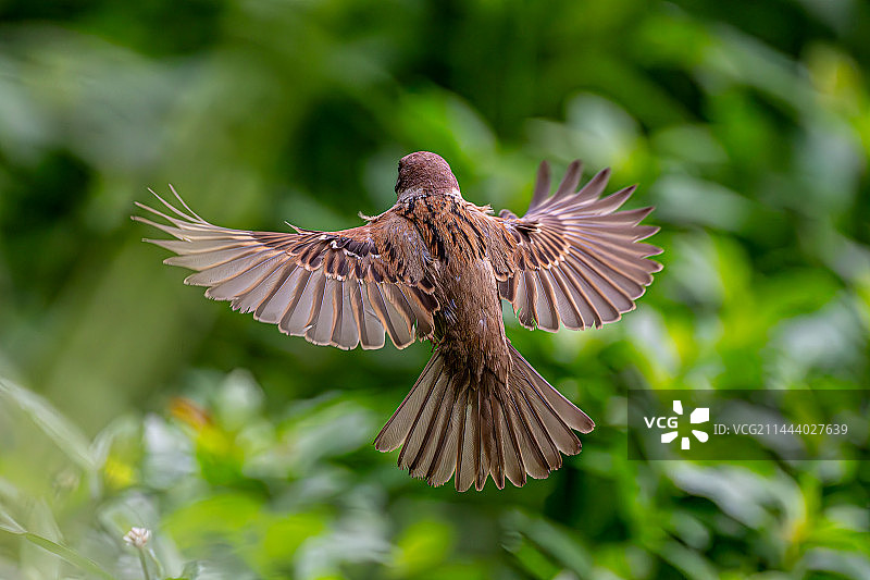麻雀展翅图片素材