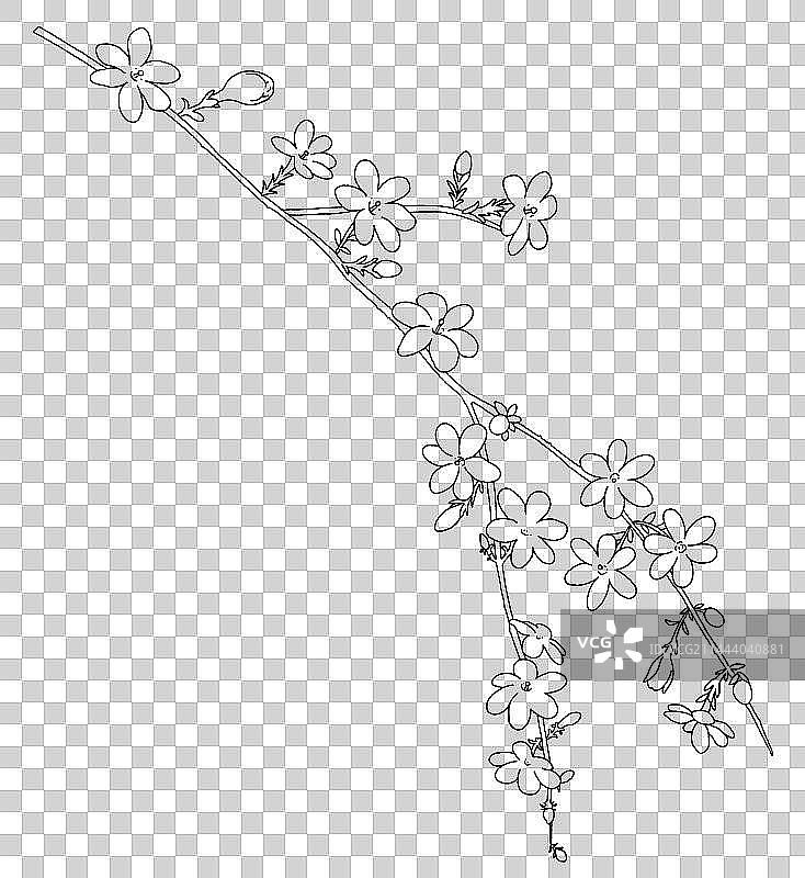 植物迎春花线条手绘插画图片素材