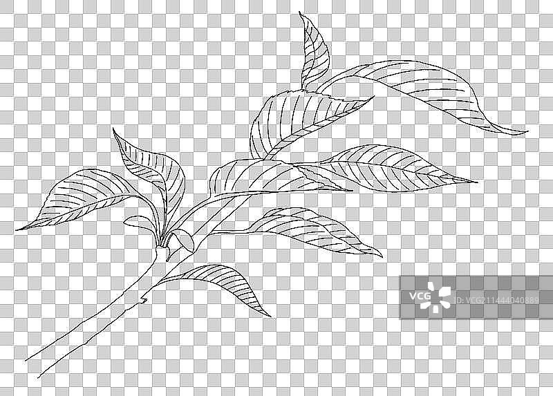 树枝叶子手绘插画图片素材