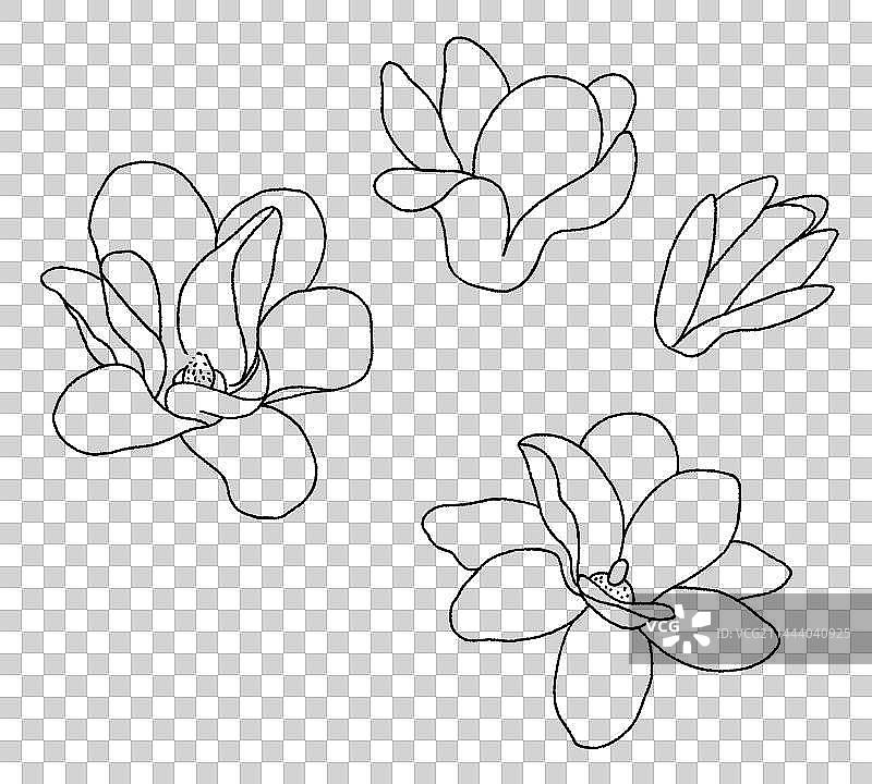 玉兰花手绘插画图片素材