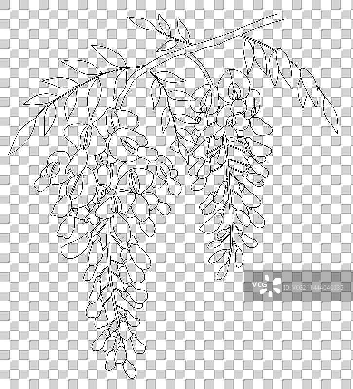 植物紫藤花手绘线条插画图片素材