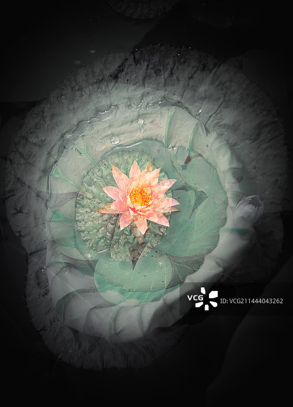 一叶为舟 、一莲独放图片素材