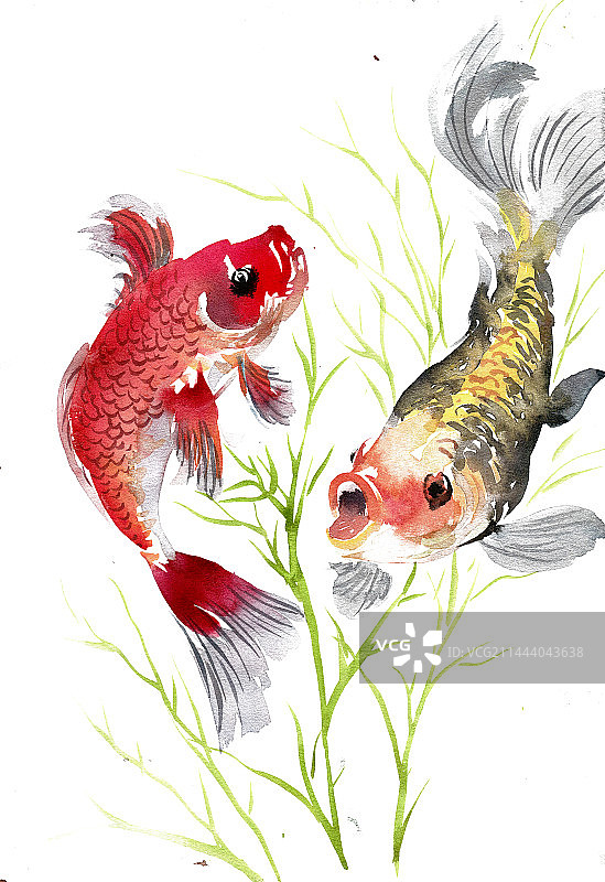 游泳的金鱼图片素材