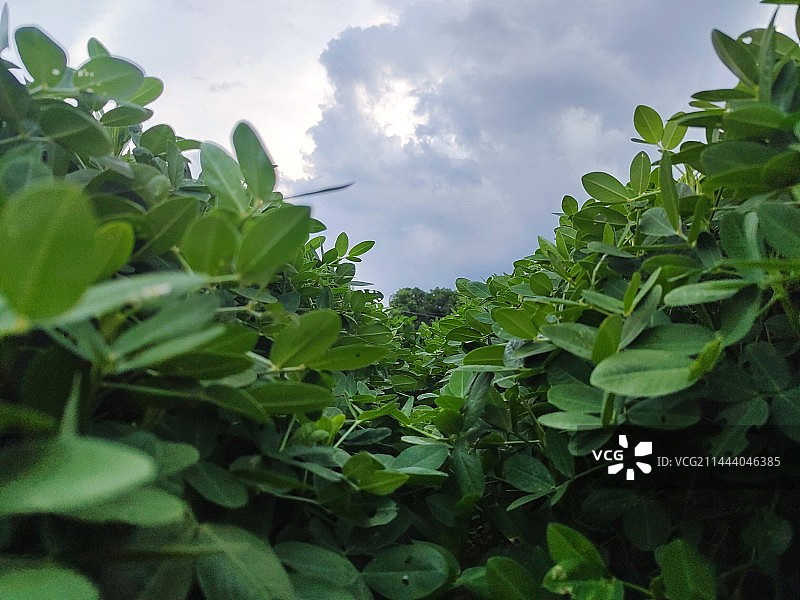 低视角的花生苗图片素材