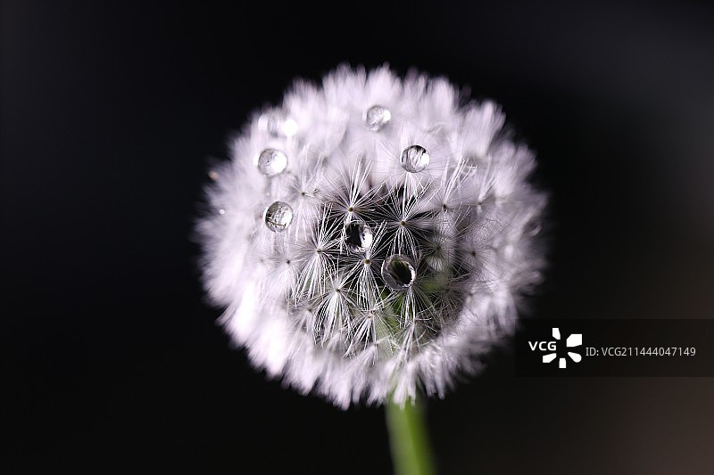 蒲公英特写图片素材