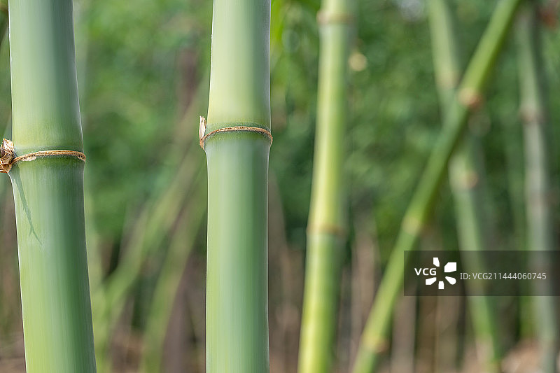 竹林竹子特写图片素材