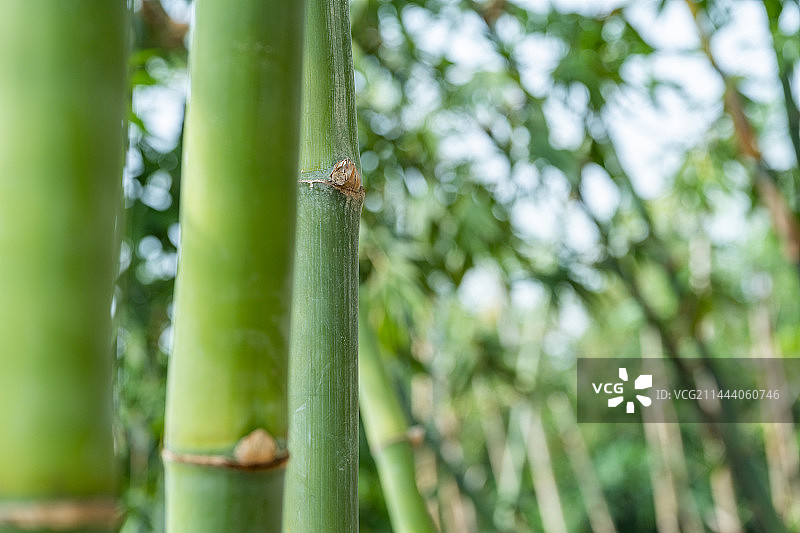 竹林竹子特写图片素材