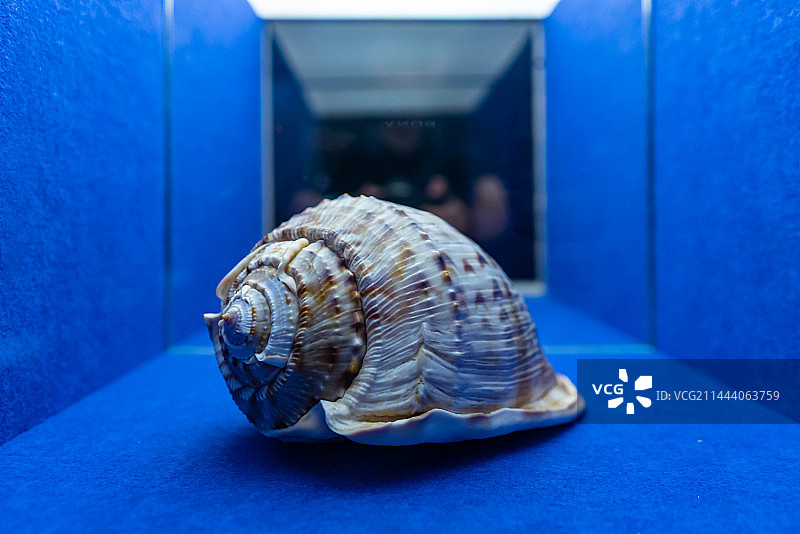 中国海洋生命主题，山东济南市博物馆，玻璃柜子各种各样海螺扇贝贝壳软体动物彩色的躯壳，室内无人图像摄影图片素材