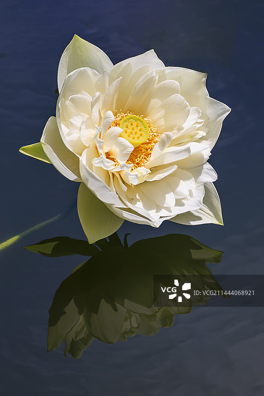 翠湖公园 白莲花开图片素材