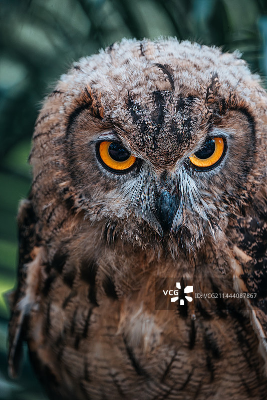 猫头鹰的凝视图片素材