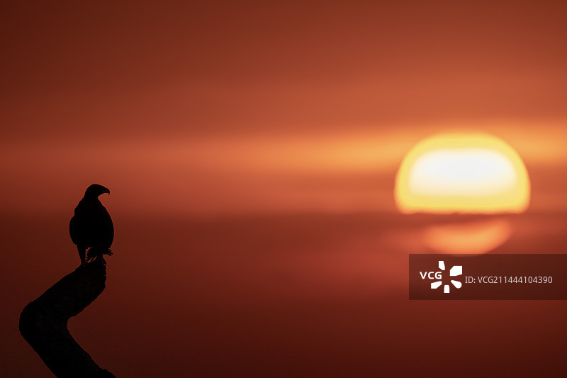 日出草原雕剪影图片素材