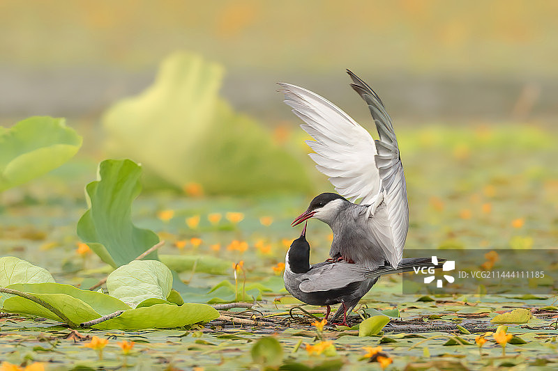 须浮鸥图片素材