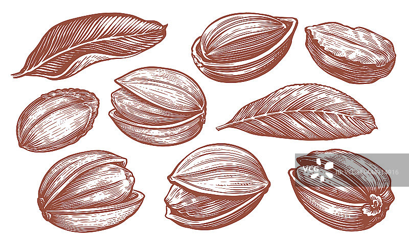 开心果集合与树叶图片素材