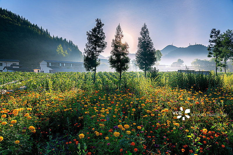 阳光下鲜花盛开的乡间田园风光图片素材