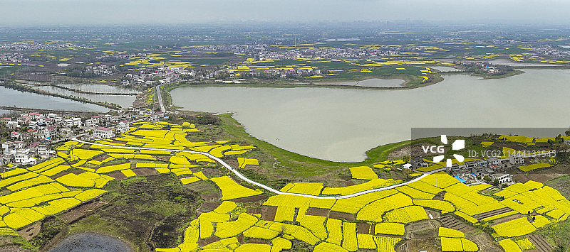 航拍安徽池州升金湖油菜花图片素材