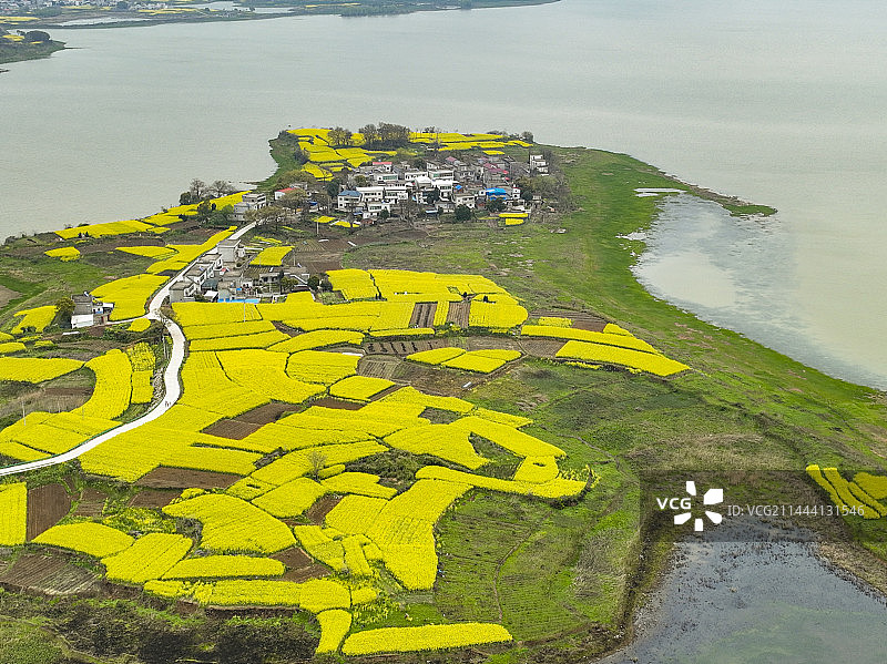航拍安徽池州升金湖油菜花图片素材