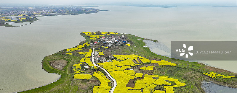 航拍安徽池州升金湖油菜花图片素材