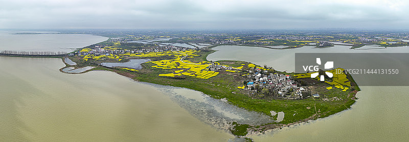 航拍安徽池州升金湖油菜花图片素材