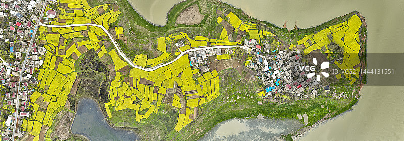 航拍安徽池州升金湖油菜花图片素材