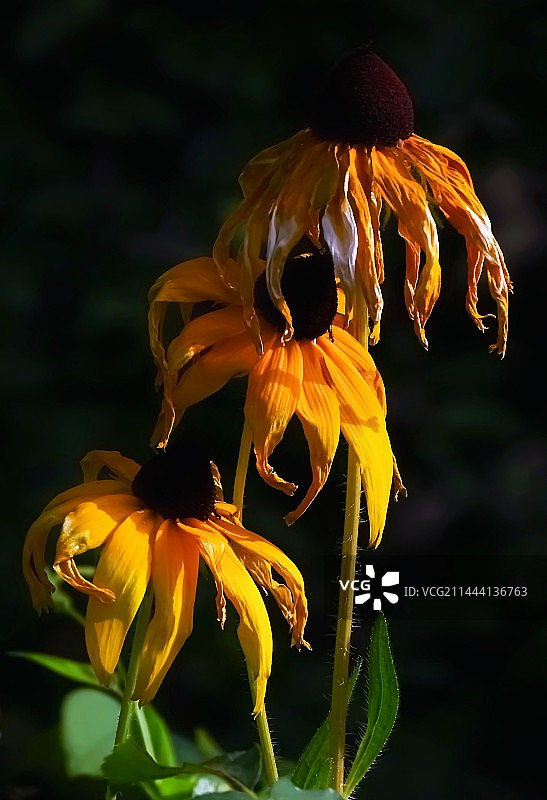 赤日炎炎似火烧，路边野花半枯焦。图片素材