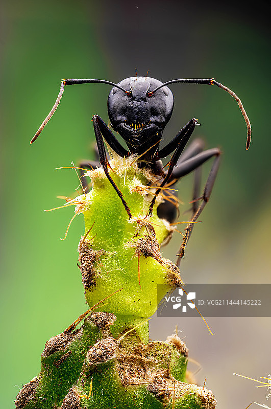 日本弓背蚁图片素材