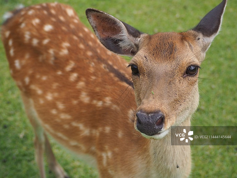 鹿的特写肖像图片素材