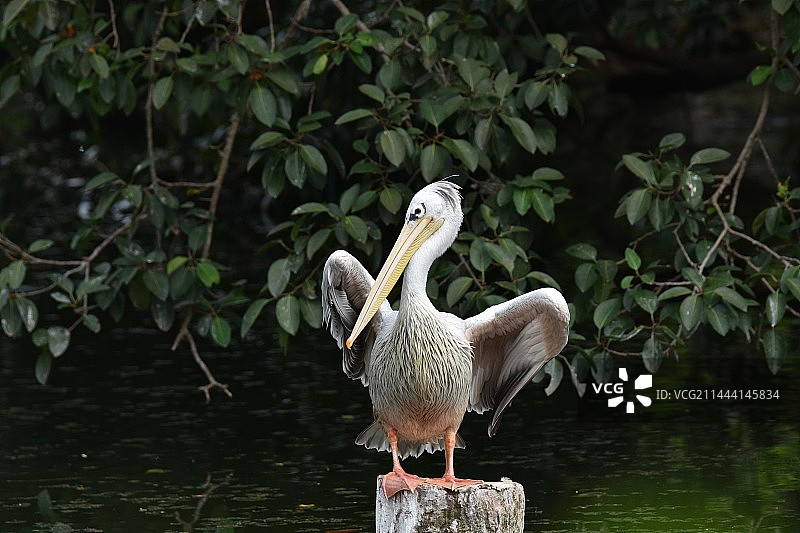 栖息在湖边的鸟的特写镜头图片素材