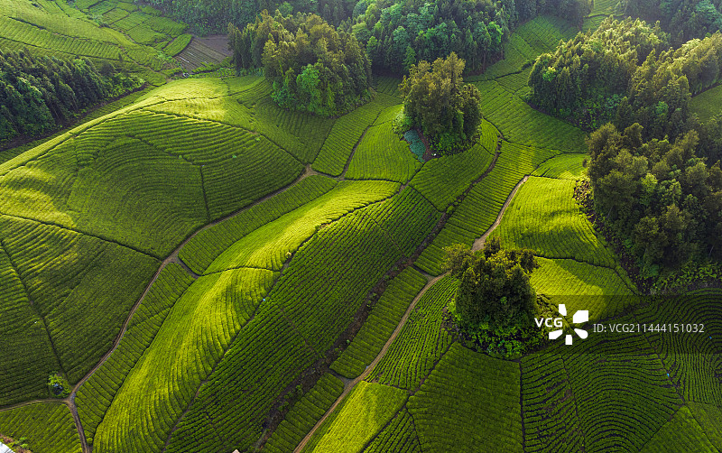 鹤峰木耳山茶园图片素材