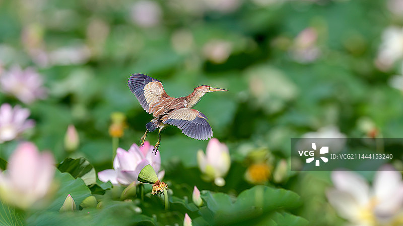 在荷塘费心的黄苇鳽图片素材