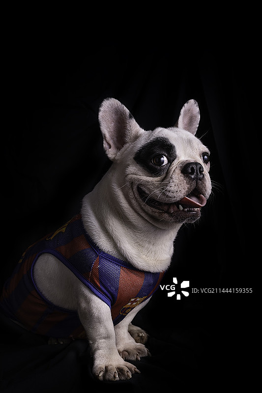 宠物的形象照图片素材