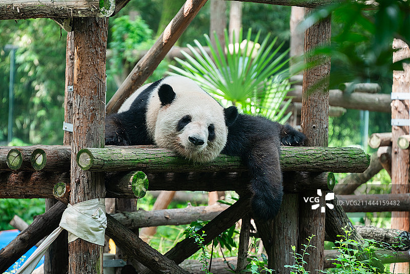 上海动物园熊猫星光图片素材