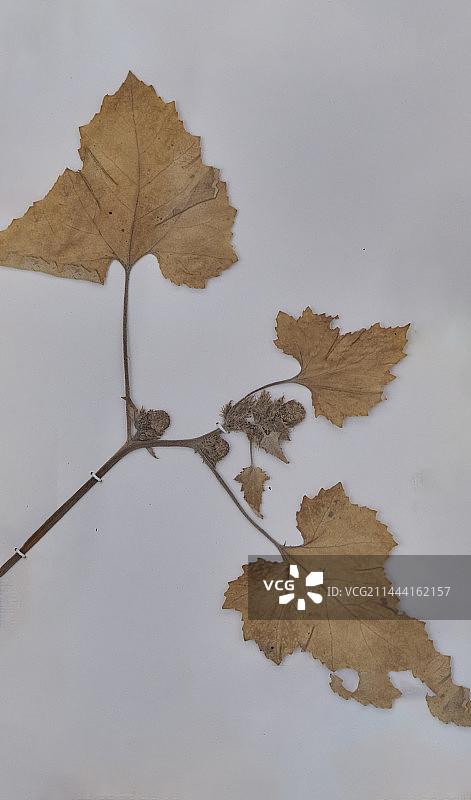 宁夏中卫市沙漠博物馆馆藏标本图片素材