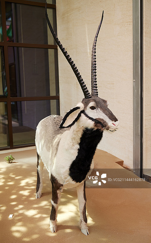 宁夏中卫市沙漠博物馆馆藏标本图片素材