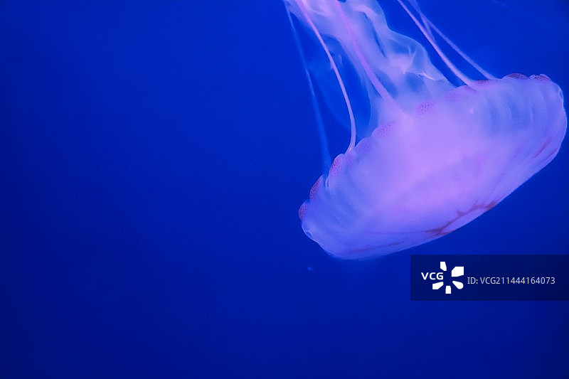水母：海中的精灵图片素材