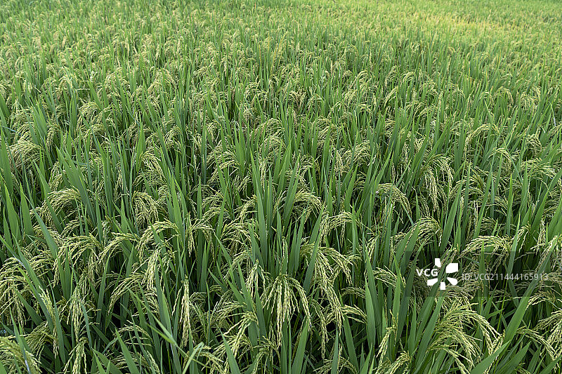 永定区，金砂镇，早造水稻，成片的稻田，抽穗，开花，稻穗垂下的水稻图片素材