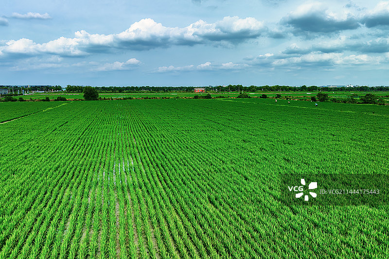 背靠天空的农场风景 稻田 夏天图片素材