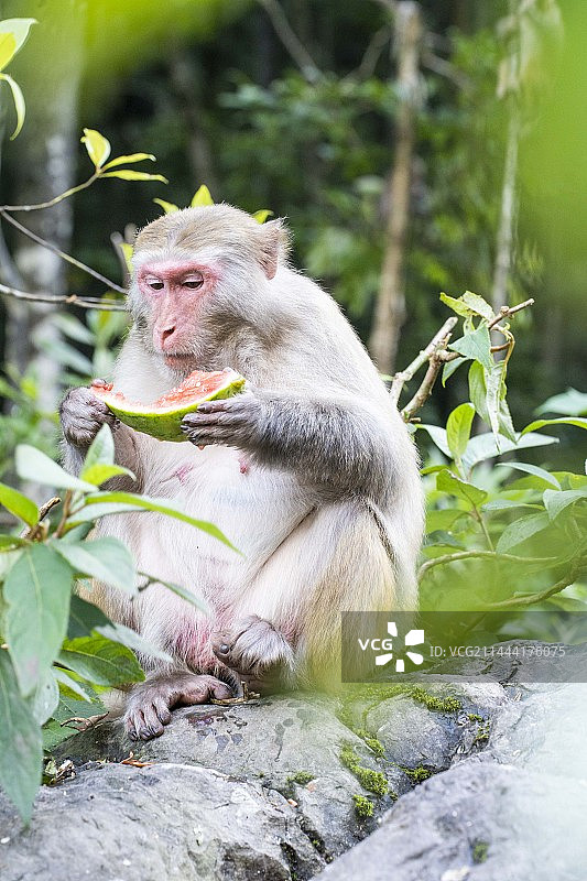 猴子坐在地上吃西瓜图片素材