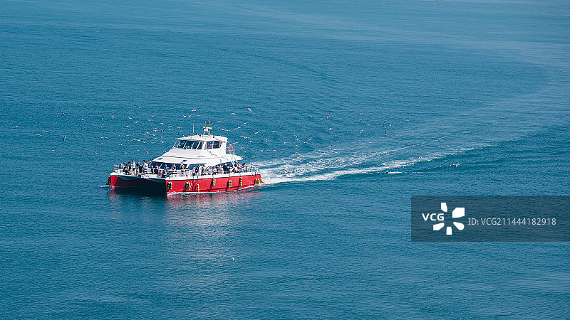 渡轮海鸥图片素材